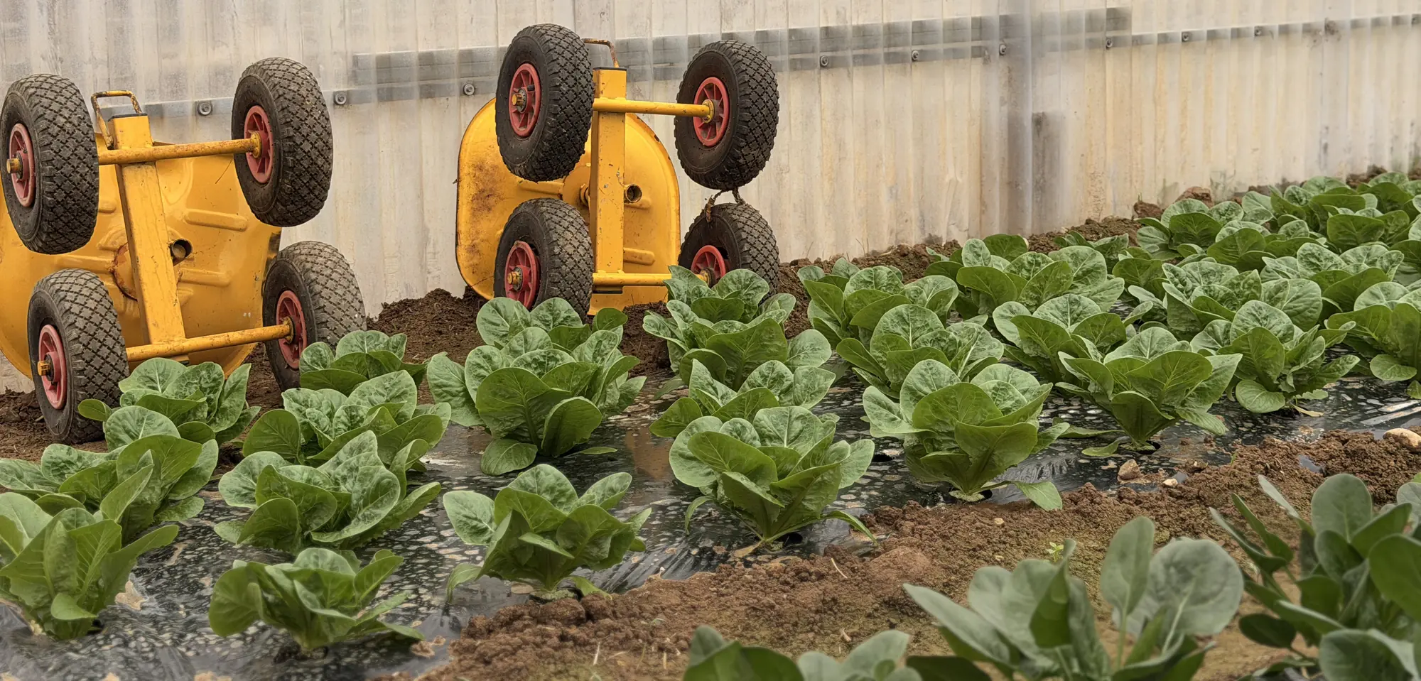 Rangs de salades dans le potager